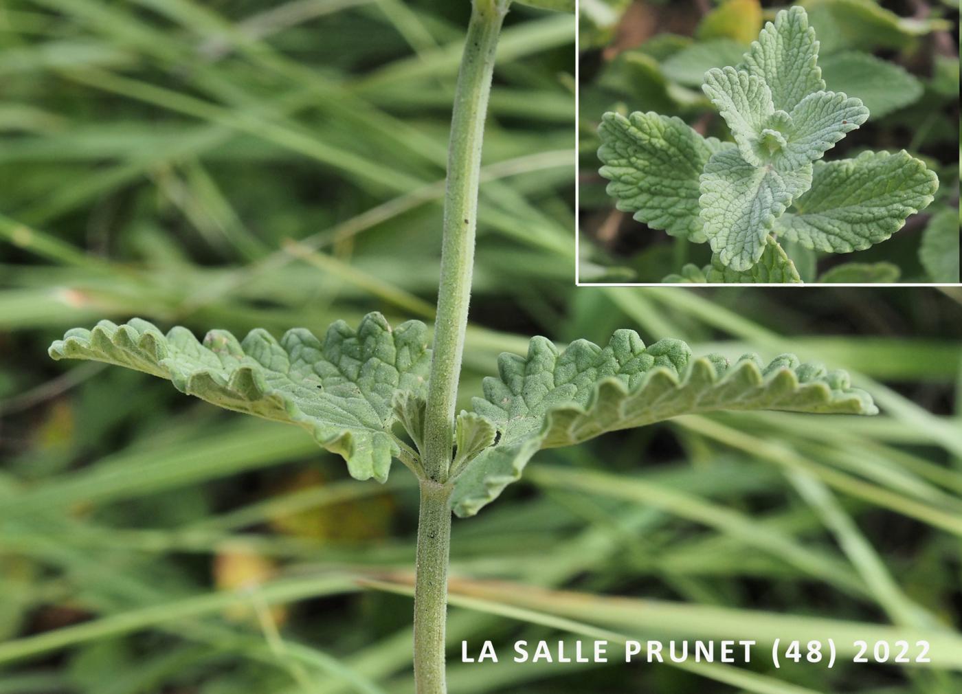 Catmint leaf